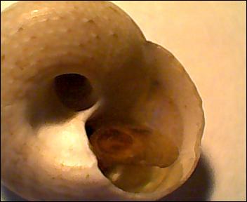 Gibbula da determinare